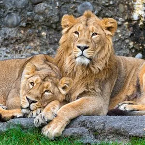 Knowsley Safari Park
