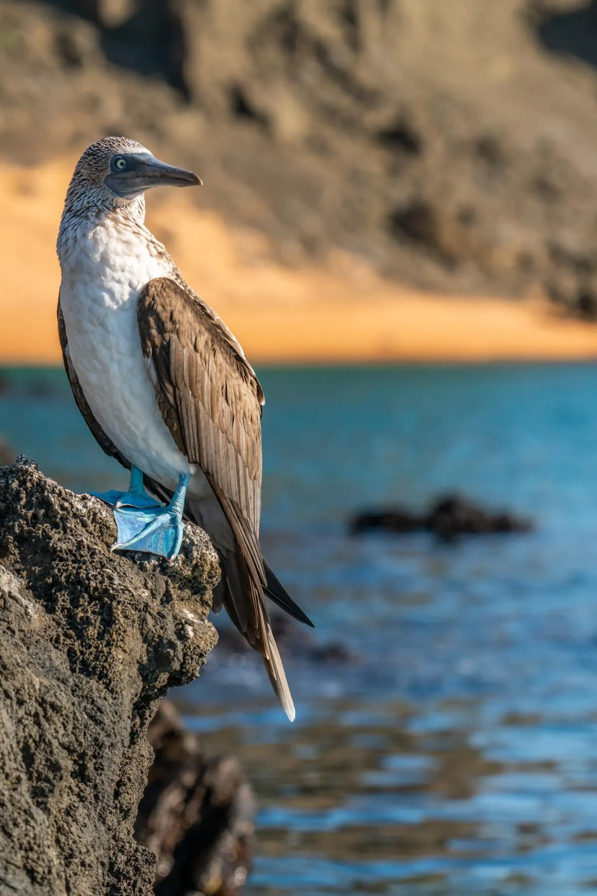 Galapagos Northern Route Cruise Aboard MC Alya 