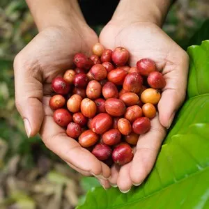 Saffron Coffee