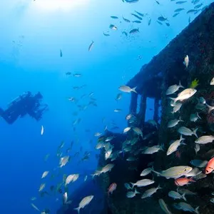 scuba diving near sunken boat and fish