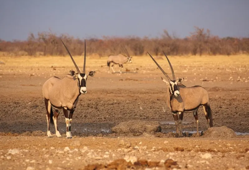 Damaraland