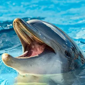Dolphinaris Cancún