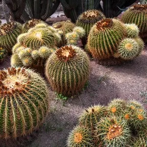 Botanical Garden