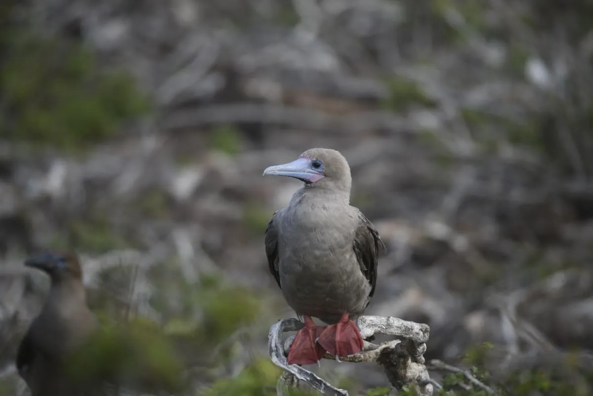 Galapagos Northern Route Six Days Aboard MC EcoGalaxy 