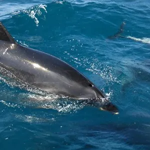 Akaroa Harbour Nature Cruise