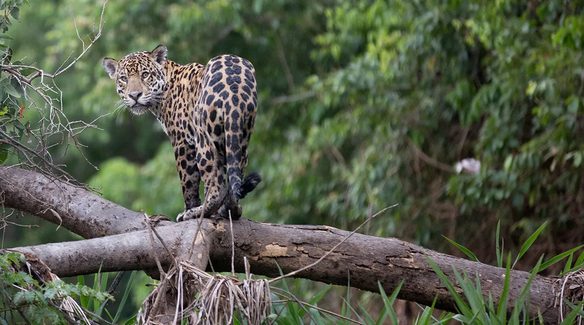 Adventure Search of the Jaguar in Pantanal