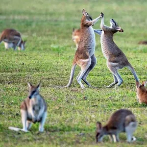 Currumbin Wildlife Sanctuary