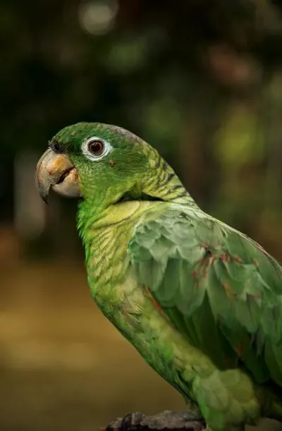 Amazon Explorer Cruise