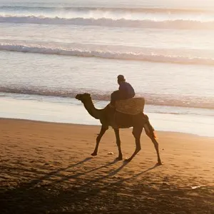 Camel Rides
