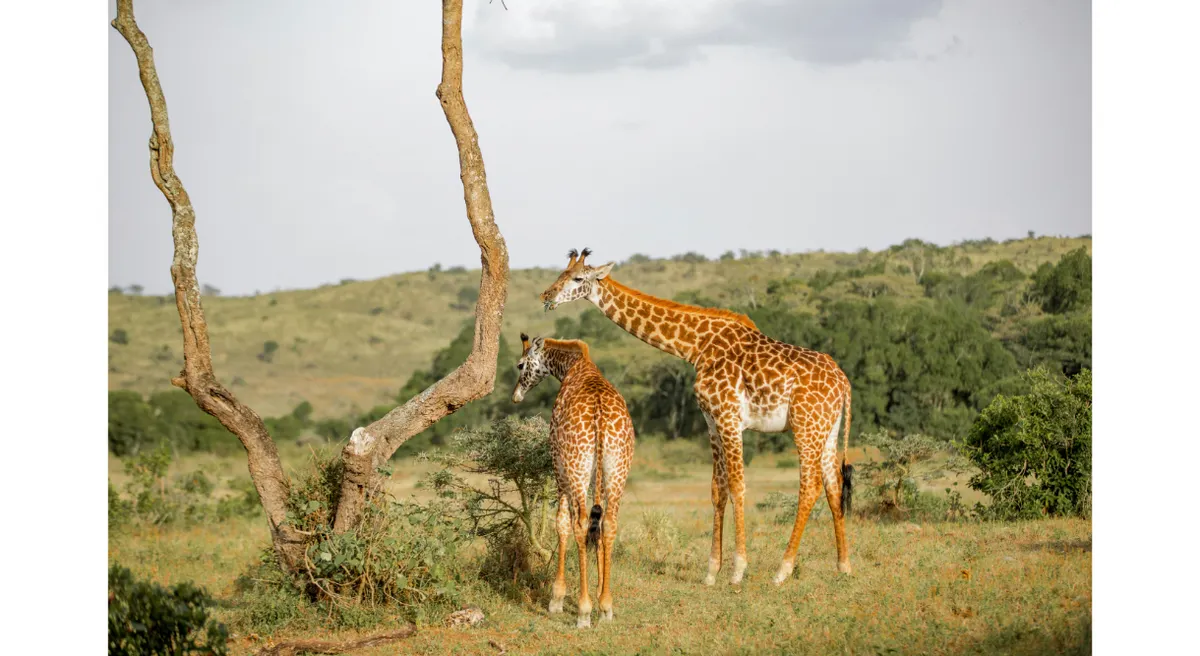Tanzania Classic Safari Private Journey