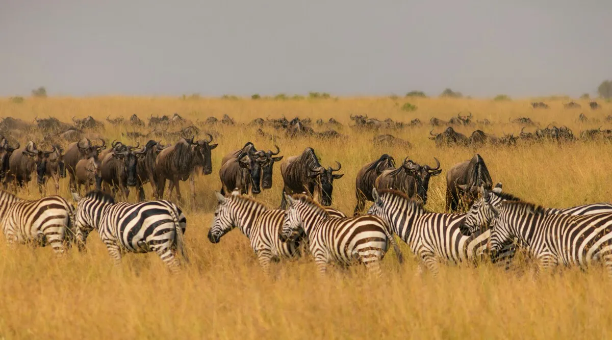 East African Explorer Shared Kenya & Tanzania Safari 