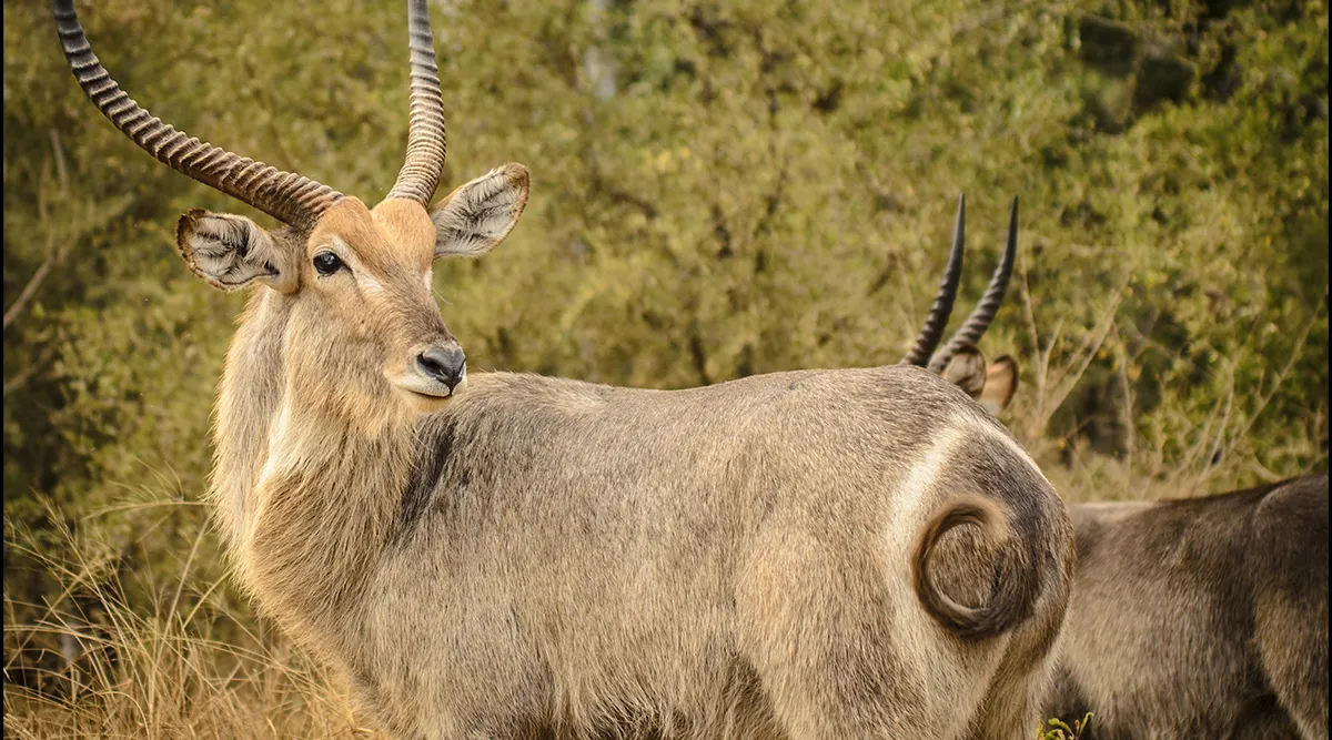 Kruger National Park Fly In Safari 