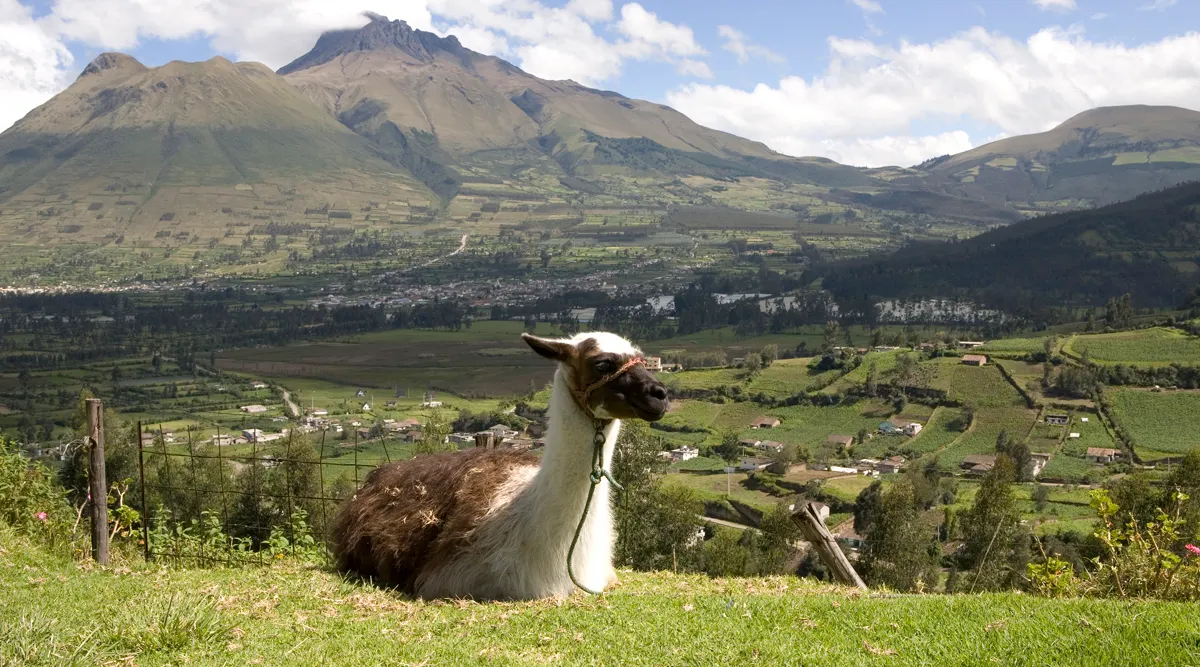 Private Journey Through Ecuador's Highlands and Cloud Forests 