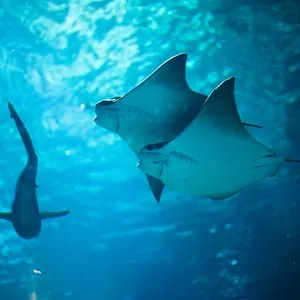 Stingray fishes swimming free in the aquarium - San Francisco, California