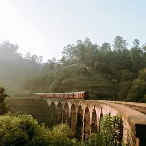 brown train rail surrounded of green leaf tree in Sri Lanka