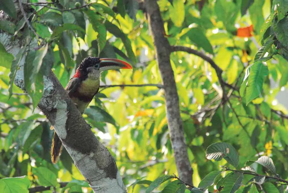 Amazon Discovery Cruise 