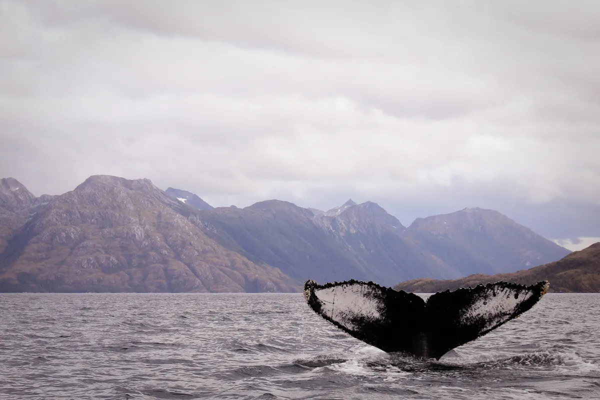 Chilean Patagonia and Antarctic Circle Expedition - A Journey Beyond the Ice