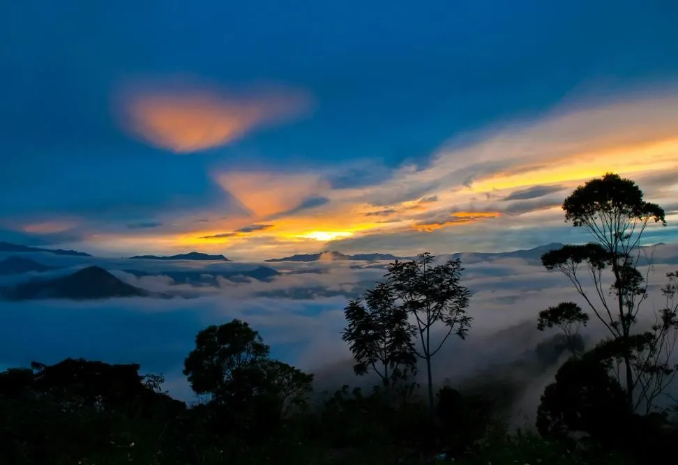 Cloud Forest