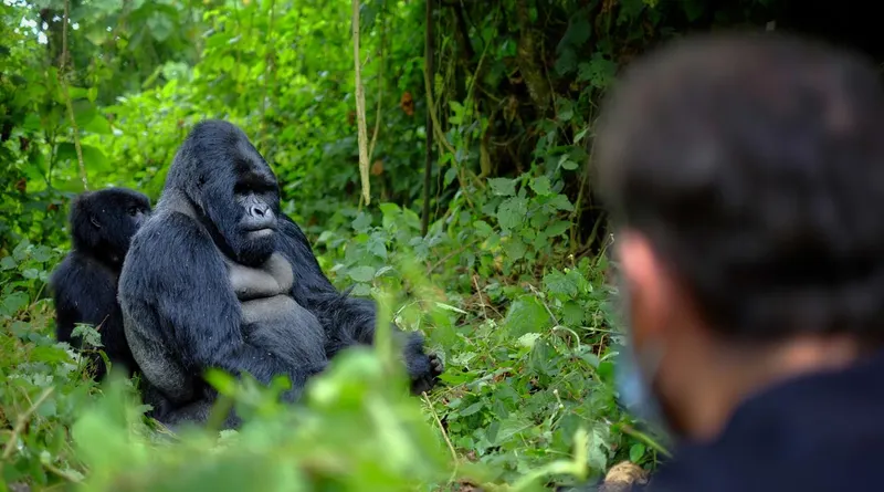 Nyungwe Forest National Park