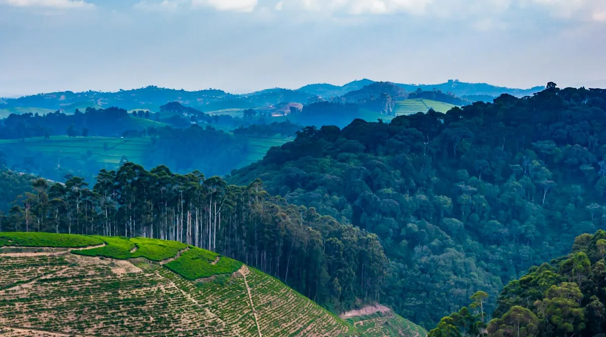 Nyungwe Forest National Park