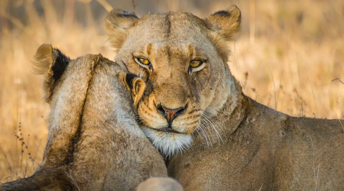Kruger National Park Fly In Safari 
