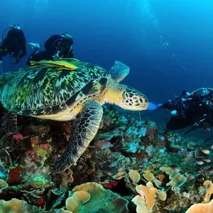 scuba diving turtle