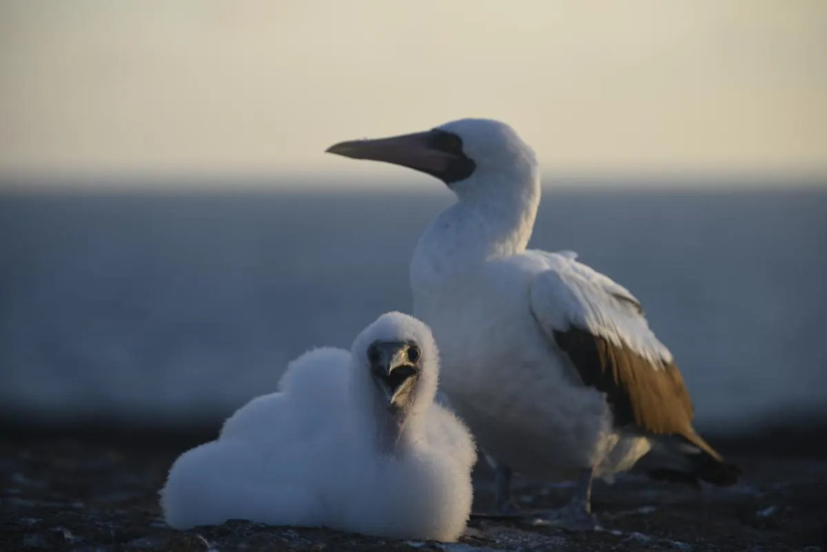 Galapagos Northern Route Six Days Aboard MC EcoGalaxy 