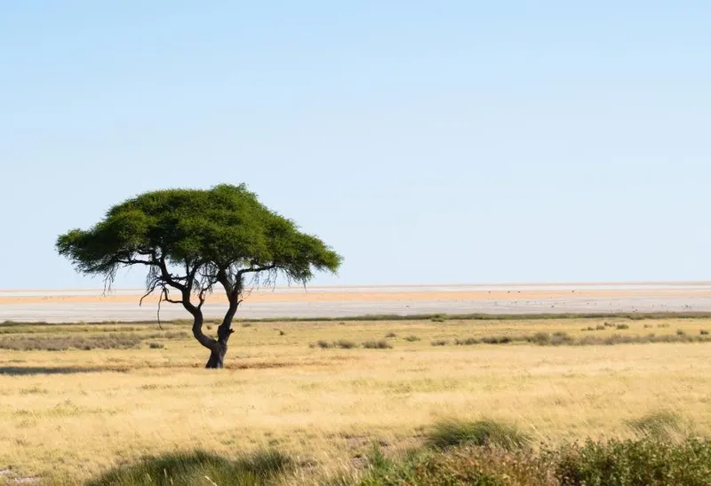 Etosha