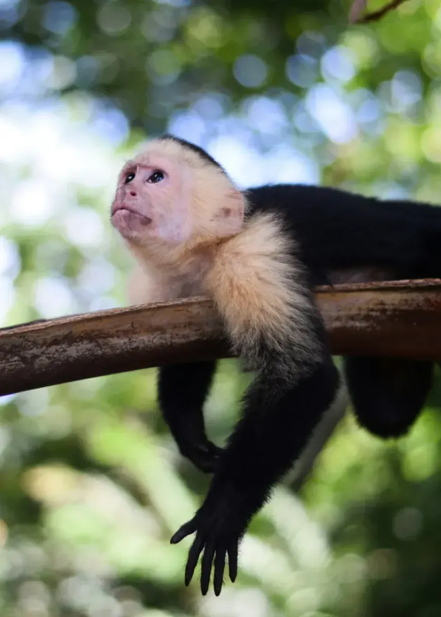 Costa Rica Nature and Beach Escapade