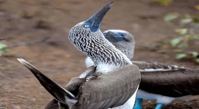 Galapagos Explorer A Family Journey Through Nature's Playground 