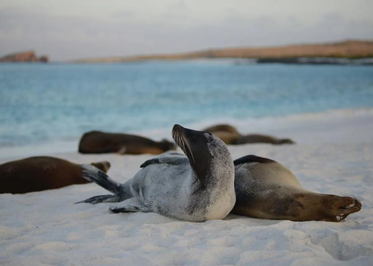 Galapagos Northern Route Six Days Aboard MC EcoGalaxy 