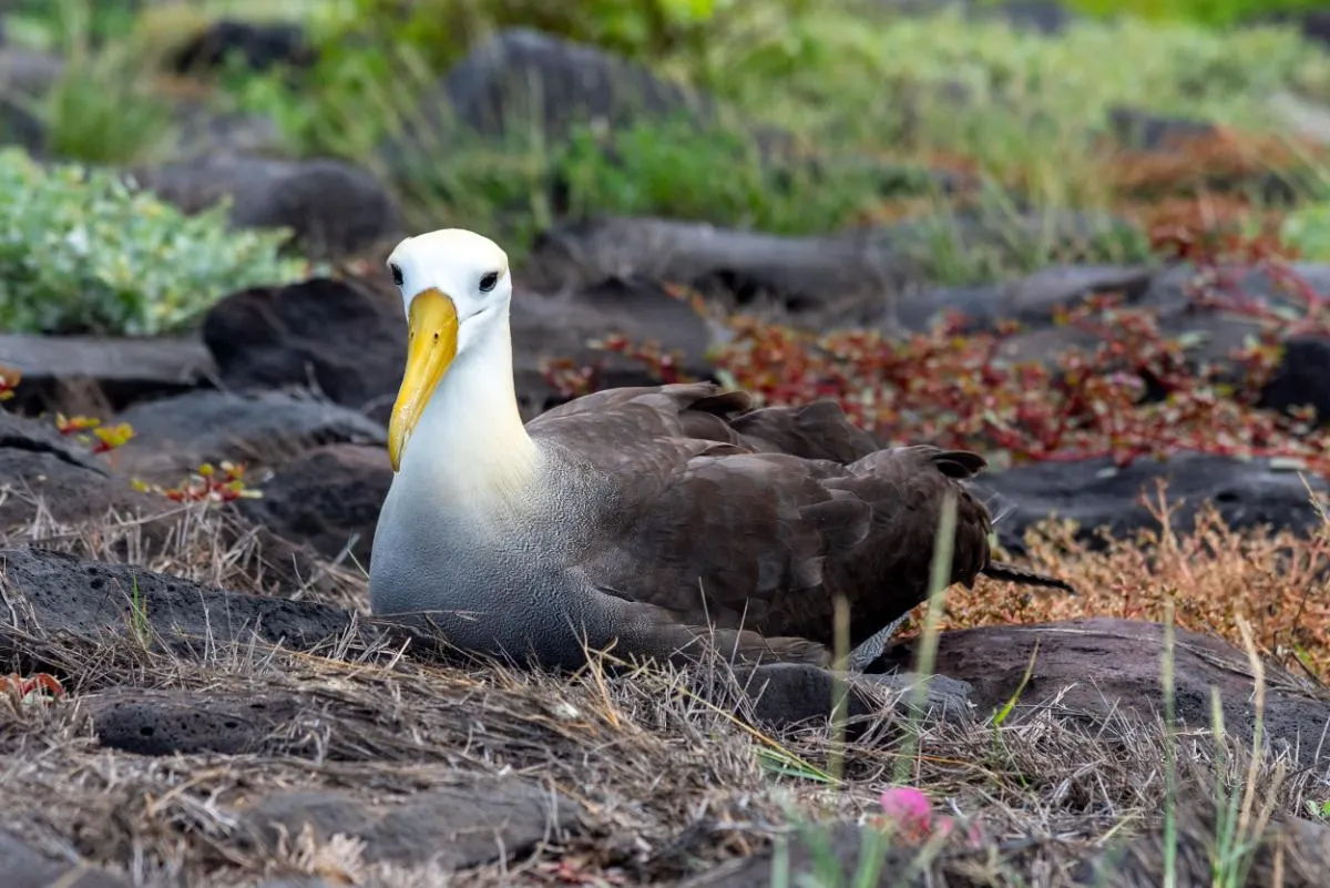 Galapagos Northern Route Cruise Aboard MC Alya 