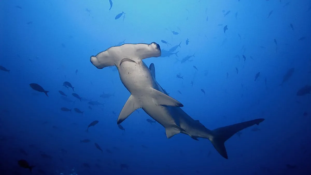 Galapagos Northern Route Six Days Aboard MC EcoGalaxy 