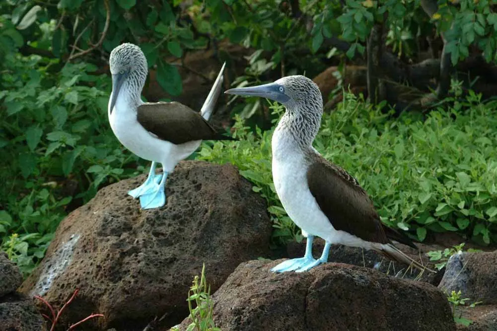Ecuador and Galapagos Discovery