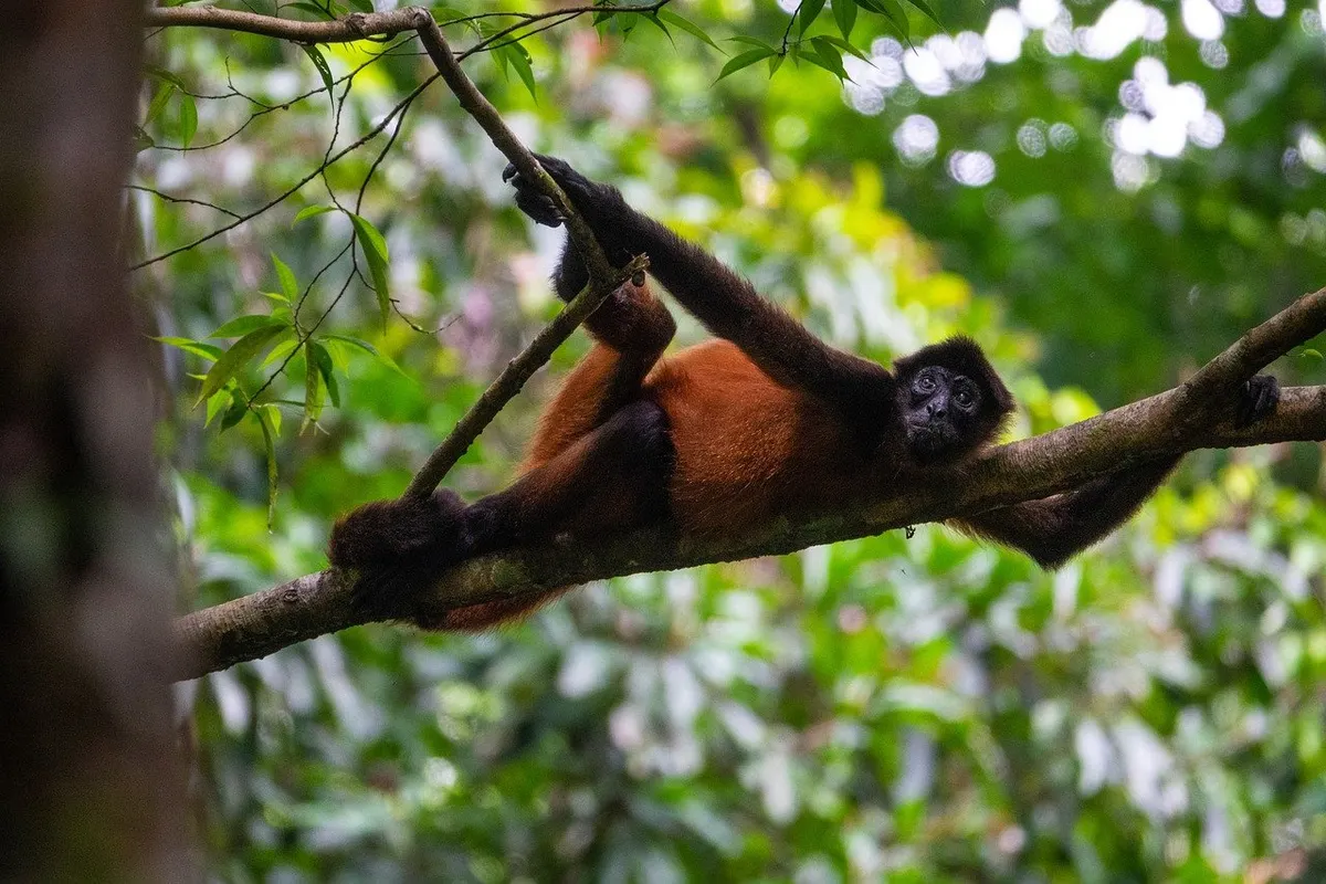 Costa Rica Coast to Cloud Forest Adventure