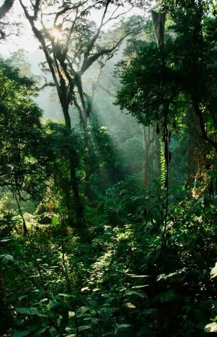 Bwindi by Air - photo 10