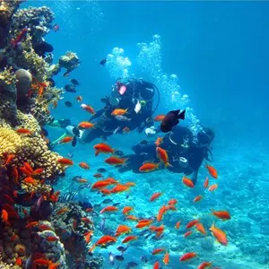 Diving