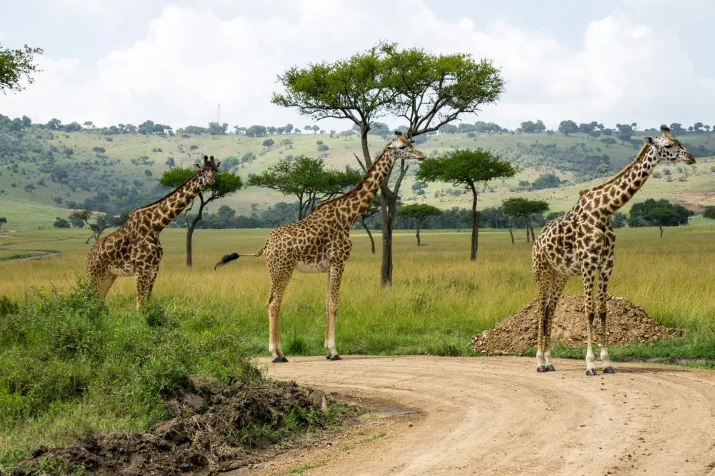 Governors Sky Safari 