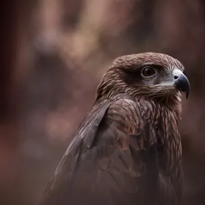 Crooked Tree Wildlife Sanctuary