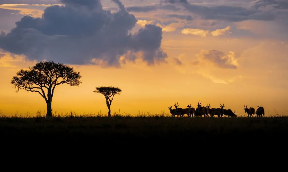Governors Sky Safari 