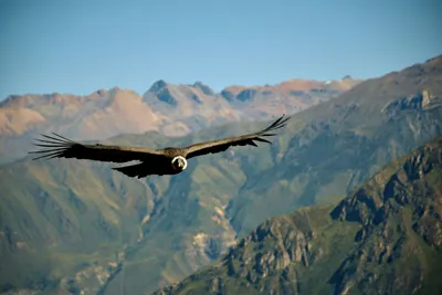 Colca Canyon