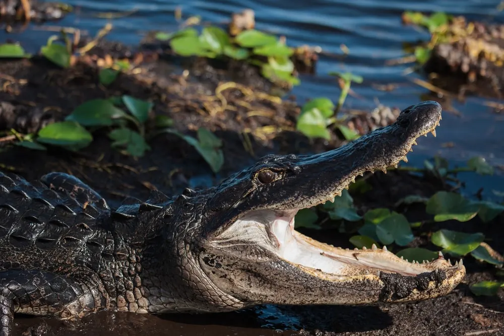 Amazon Discovery Cruise 