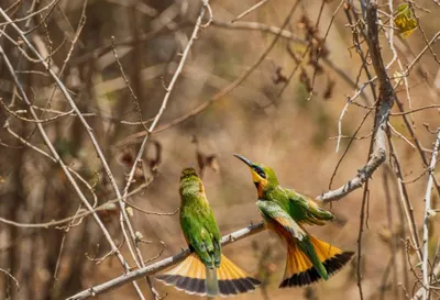 A Taste of Tanzania