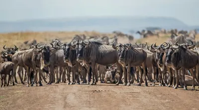 Highlights of Kenya Private Safari