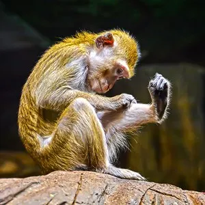 Bushbabies Monkey Sanctuary