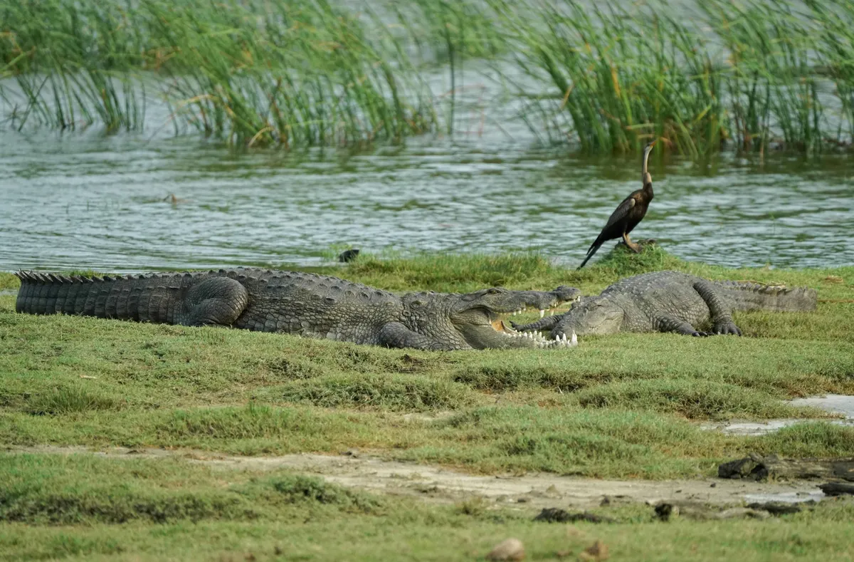 Yala National Park