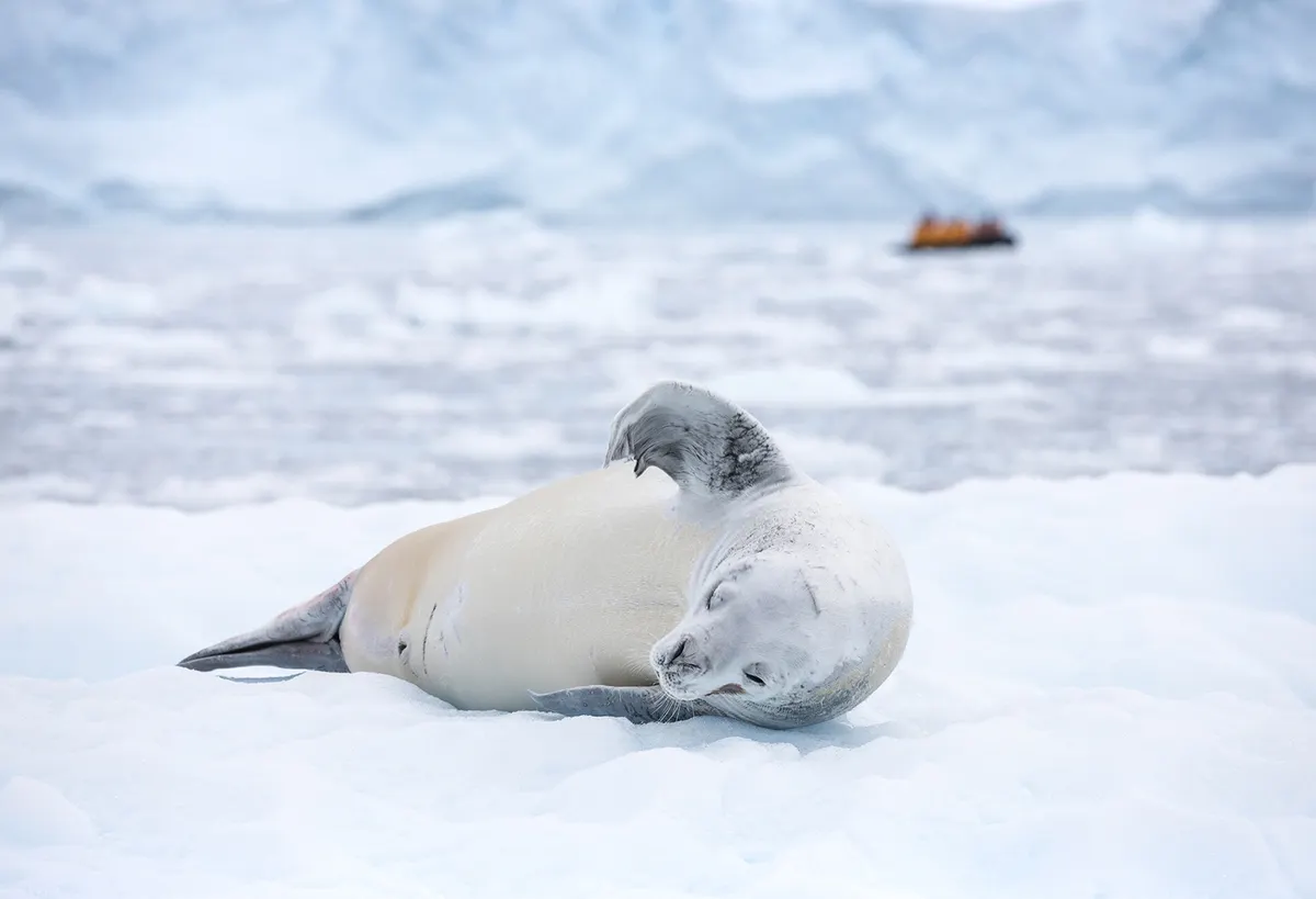Chilean Patagonia and Antarctic Circle Expedition - A Journey Beyond the Ice