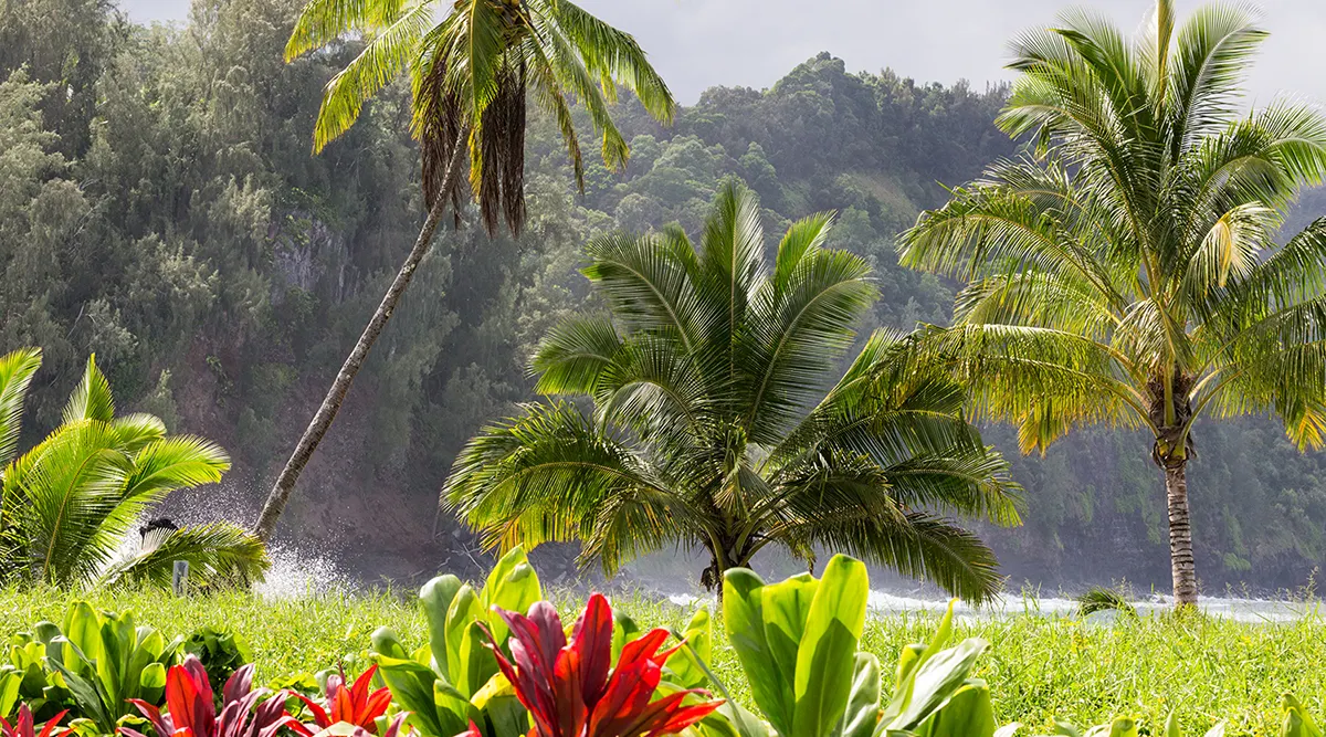 Hawaii Big Island and Maui Family Self Drive Adventure 