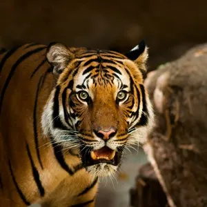 Biblical Zoo & Tisch Zoological Gardens