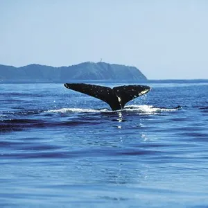 Whale Watching